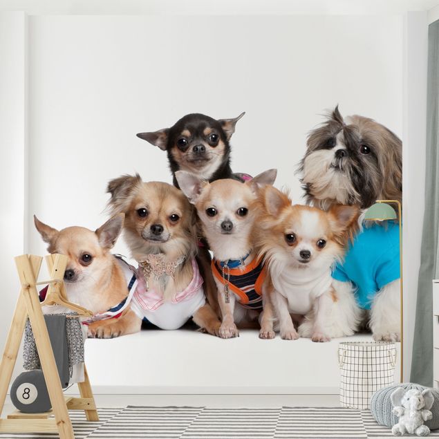 Wanddeko Mädchenzimmer Fünf Chihuahuas und ein Shi