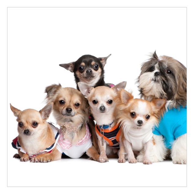 Deko Hund Fünf Chihuahuas und ein Shi