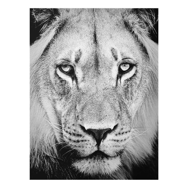 Wandbilder Löwen Alter Löwe