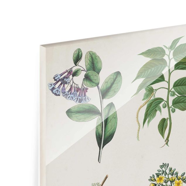 Wanddeko über Sofa Botanische Schautafel I