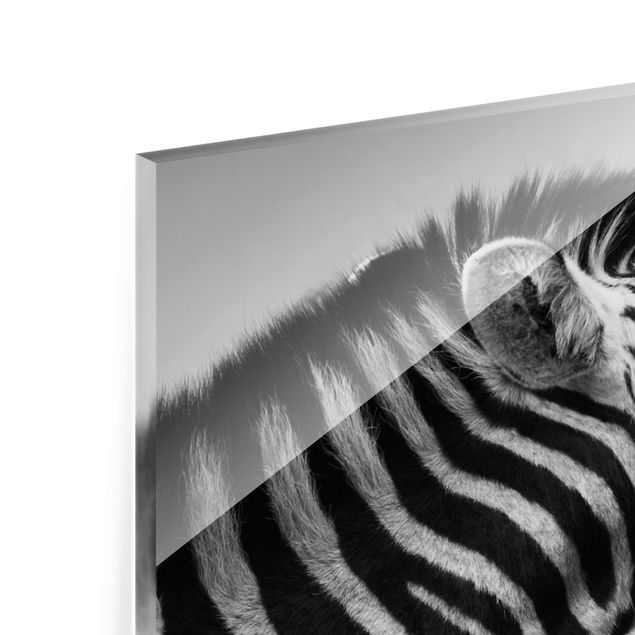 Wanddeko über Bett Brüllendes Zebra II