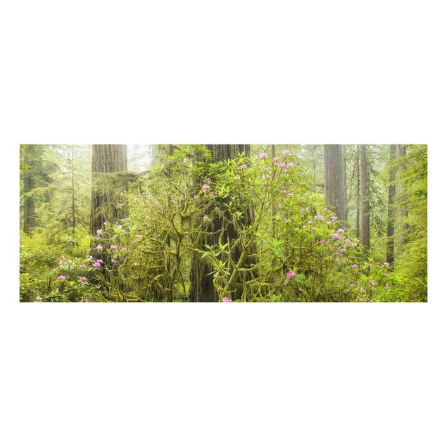 Wanddeko Treppenhaus Del Norte Coast Redwoods State Park Kalifornien