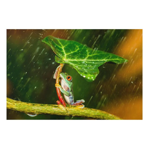 Wanddeko Büro Ein Frosch im Regen