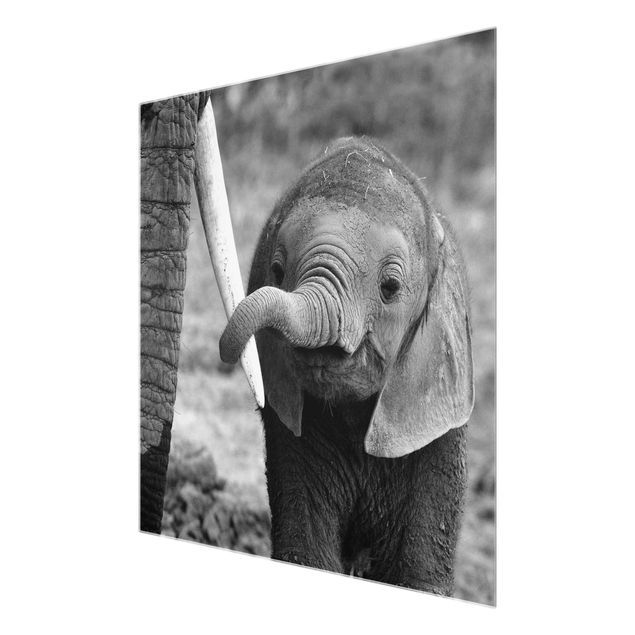 Wanddeko Treppenhaus Elefantenbaby