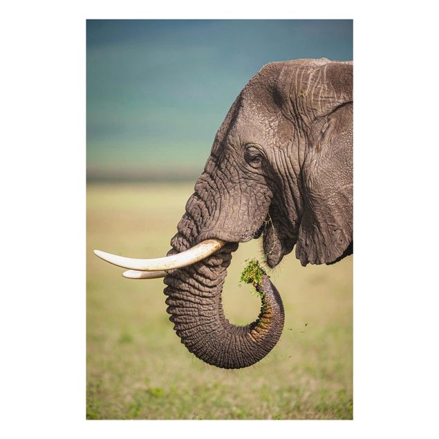Wanddeko Büro Elefantenfütterung Afrika