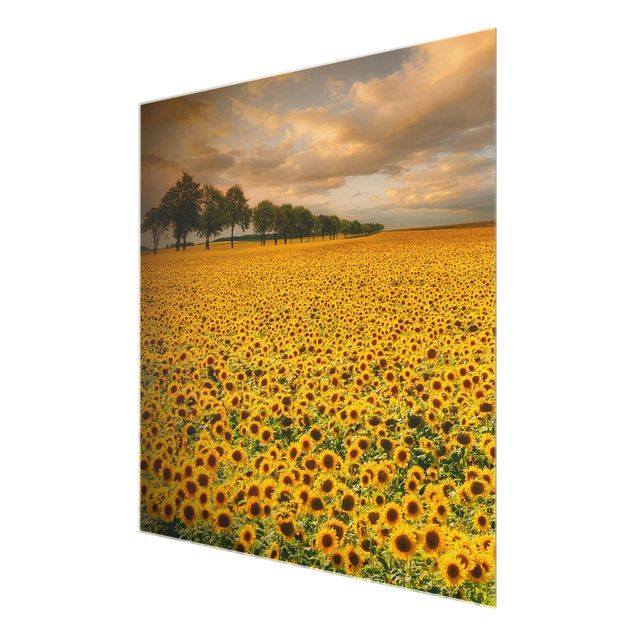 Wanddeko Büro Feld mit Sonnenblumen