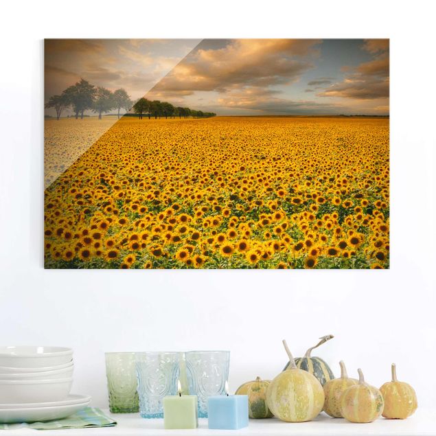 Wandbilder Sonnenblumen Feld mit Sonnenblumen