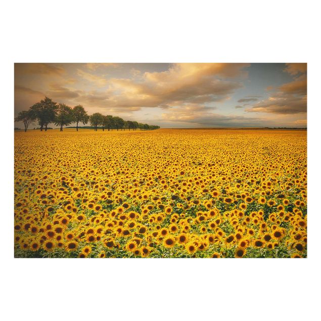 Wanddeko Blume Feld mit Sonnenblumen