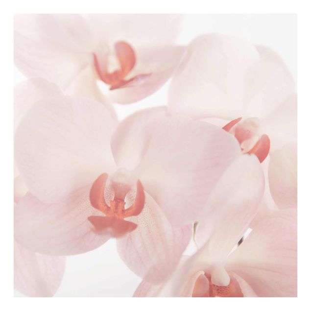 Deko Blume Helle Orchidee - Svelte Orchids