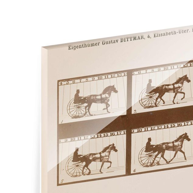 Wandbilder Pferde Eadweard Muybridge - Das Pferd in Bewegung