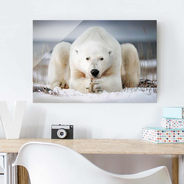 Wandbilder Bären Nachdenklicher Eisbär