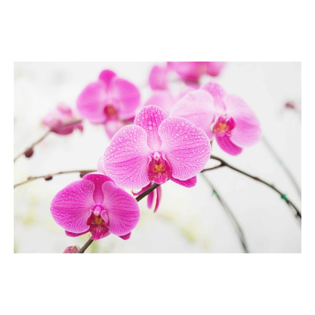Wanddeko Blume Nahaufnahme Orchidee