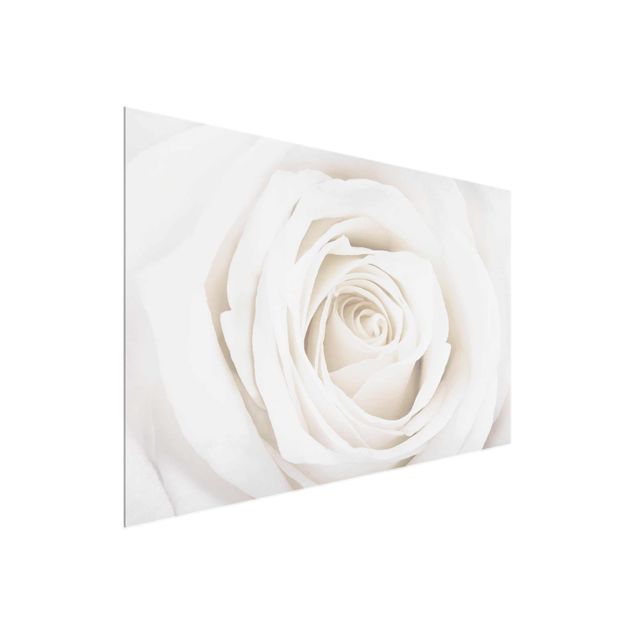 Wohndeko Botanik Pretty White Rose