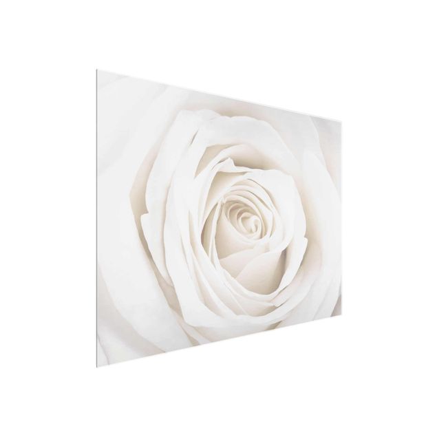 Wanddeko Botanik Pretty White Rose