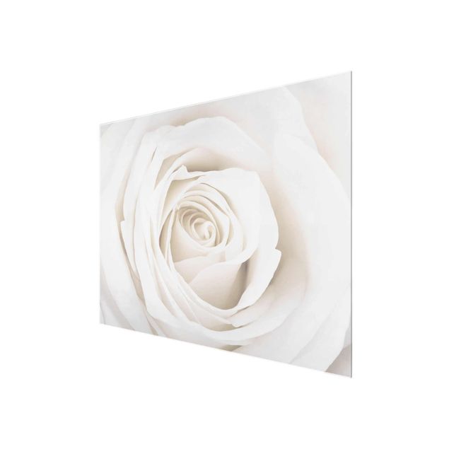 Wanddeko Blume Pretty White Rose