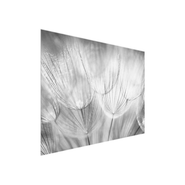 Wohndeko Blume Pusteblumen Makroaufnahme in schwarz weiss