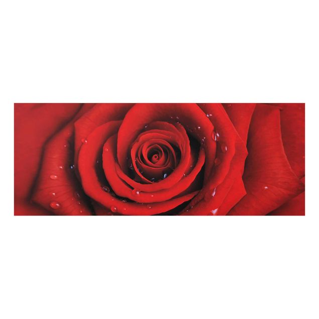 Wanddeko Flur Rote Rose mit Wassertropfen