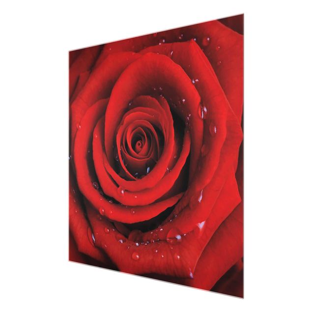 Wanddeko Esszimmer Rote Rose mit Wassertropfen