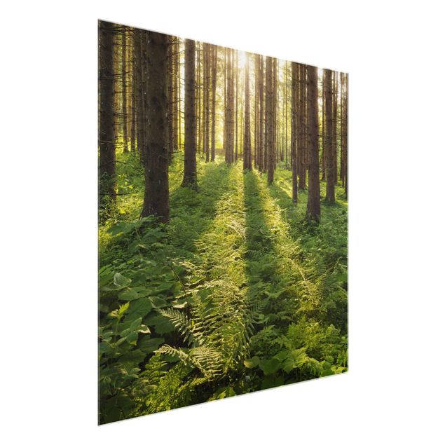 Wanddeko Büro Sonnenstrahlen im Grünen Wald