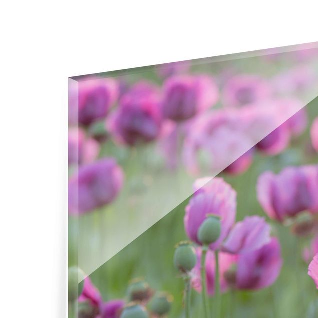 Wanddeko Büro Violette Schlafmohn Blumenwiese im Frühling