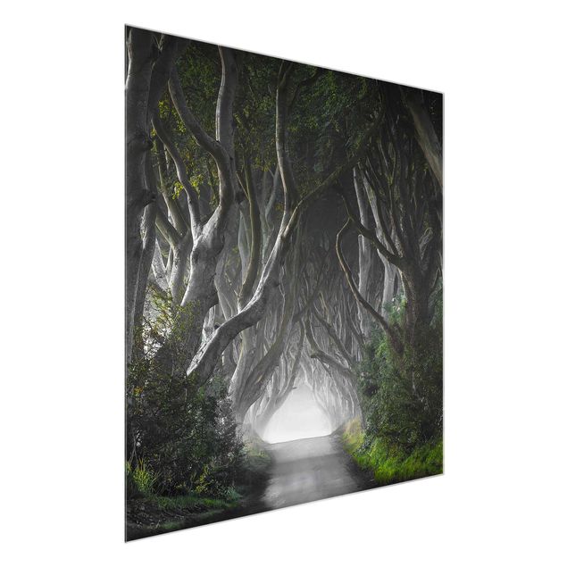Wanddeko grau Wald in Nordirland