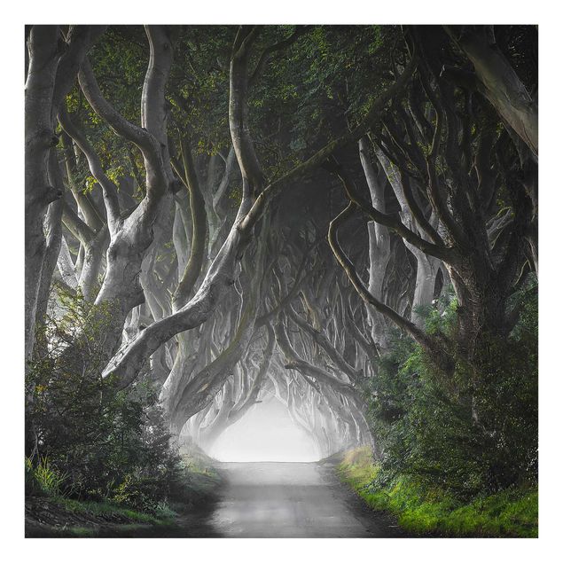 Wanddeko Esszimmer Wald in Nordirland