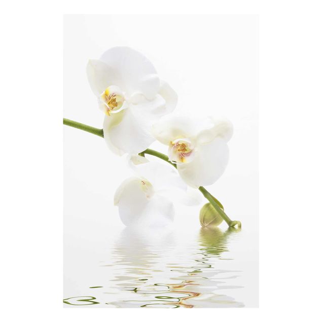 Wanddeko Blume White Orchid Waters
