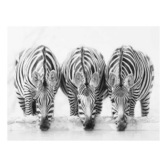 Wanddeko Treppenhaus Zebra Trio schwarz-weiß