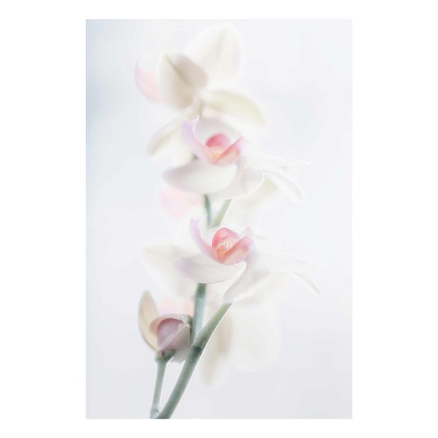 Deko Blume Zerbrechliche Orchidee