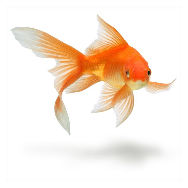Wanddeko Jungenzimmer Goldfish is Watching you