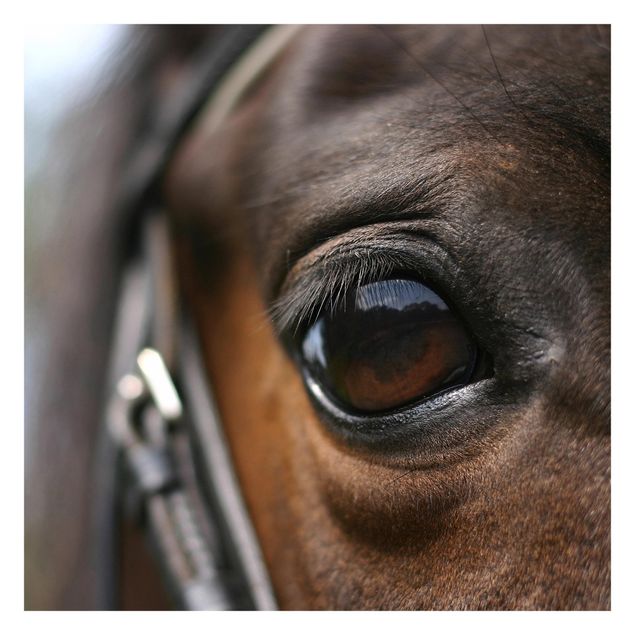 Wanddeko Tiere Horse Eye