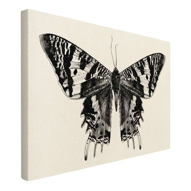 Wanddeko schwarz Illustration fliegender Madagaskar Schmetterling