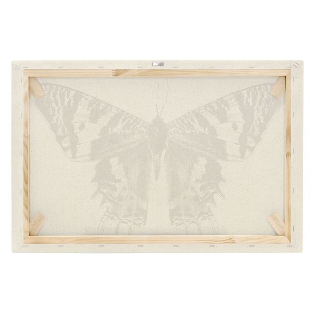 Wohndeko Illustration Illustration fliegender Madagaskar Schmetterling