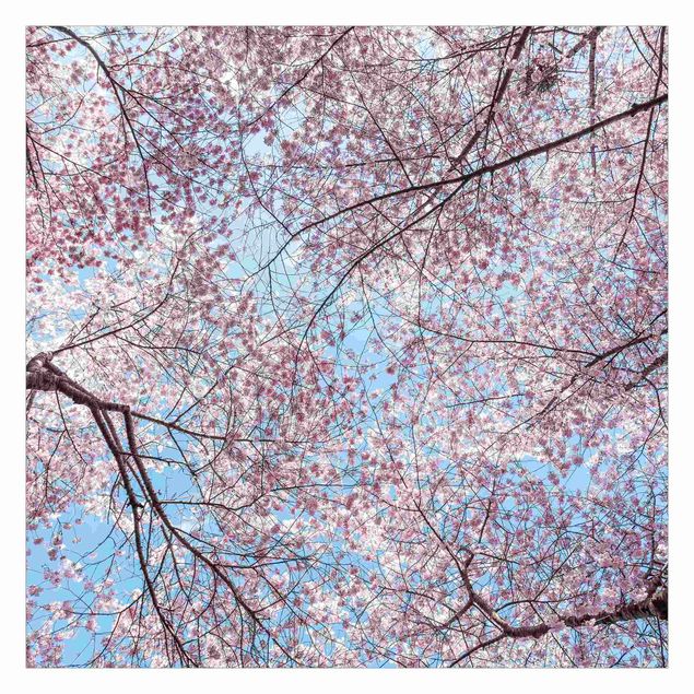 Wanddeko Büro Kirschblütenzweige vor blauem Himmel