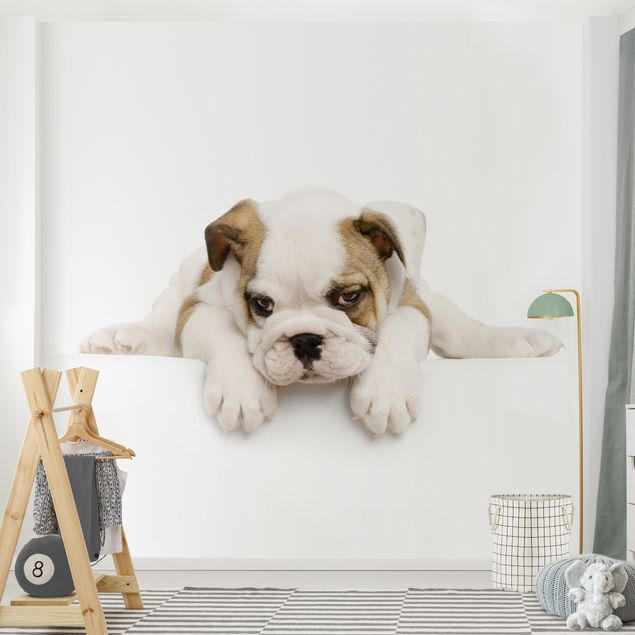 Wanddeko Büro Kleine Bulldogge