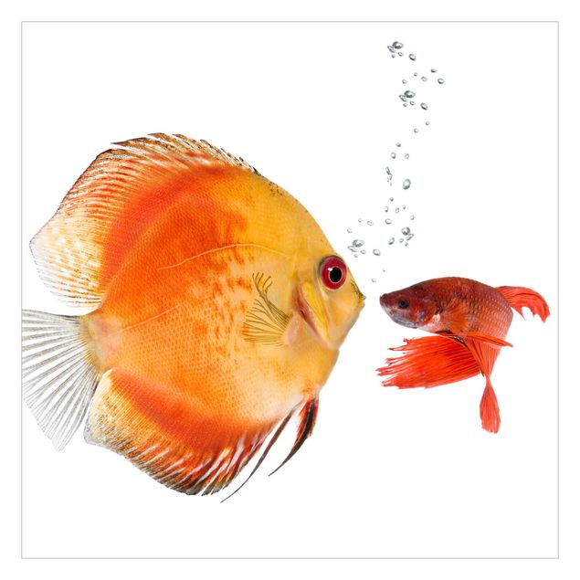 Wanddeko Büro Küssende Fische