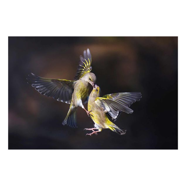 Wanddeko Büro Küssende Kolibris