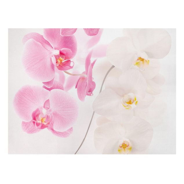 Wanddeko Blume Delicate Orchids