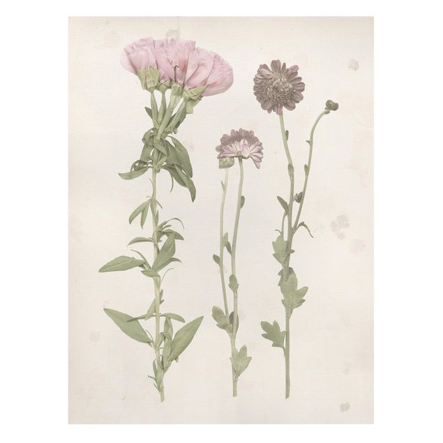 Wanddeko Esszimmer Herbarium in rosa III