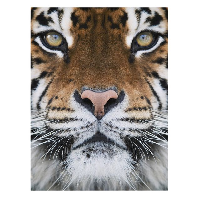 Tiger Bild Leinwand Tiger Eyes