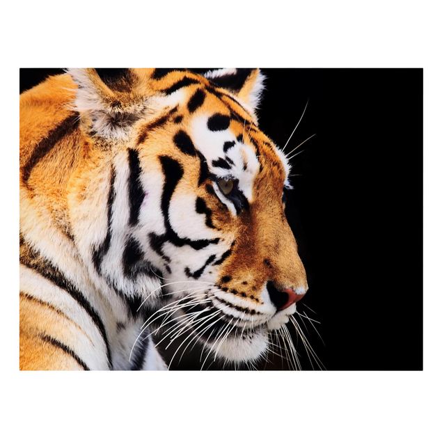 Leinwandbilder Tiger Tiger Schönheit