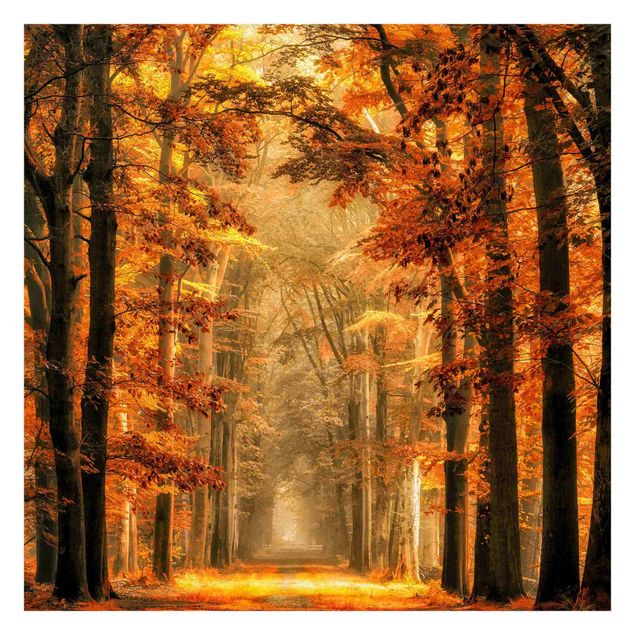 Wanddeko Büro Märchenwald im Herbst
