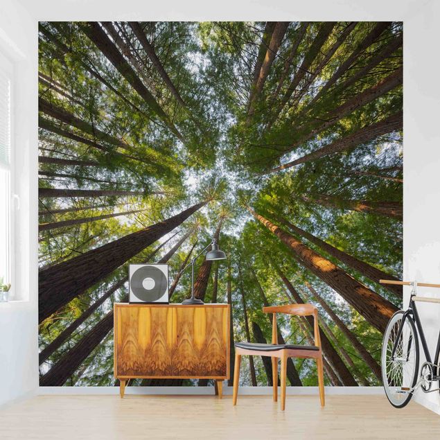 Wanddeko Schlafzimmer Mammutbaum Baumkronen