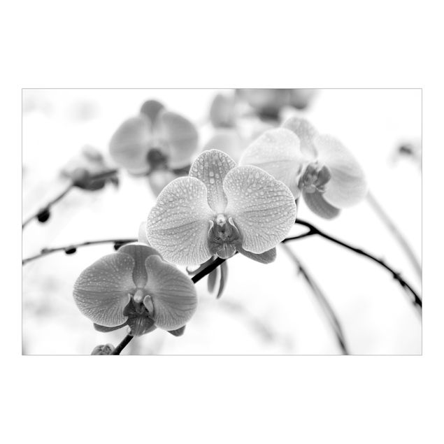 Wanddeko Büro Nahaufnahme Orchidee Schwarz-Weiß