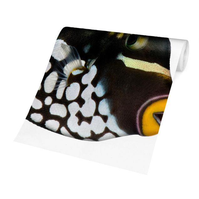 Wanddeko Esszimmer Clown Triggerfish