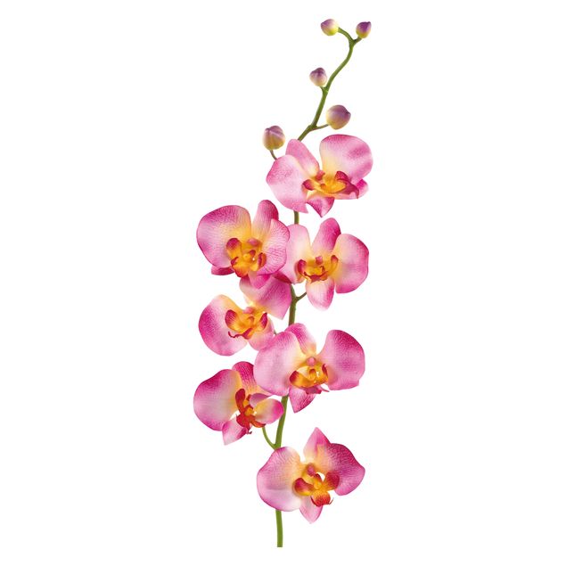 Wanddeko Botanik No.177 Orchidee Rosa II