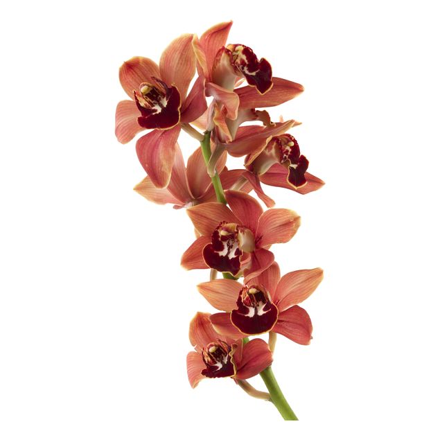 Wandtattoo Orchidee No.180 Orchidee Rot II