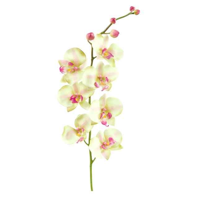 Deko Botanik No.190 Orchidee Weiß II