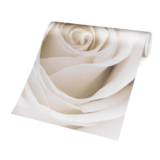 Wanddeko Blume Pretty White Rose