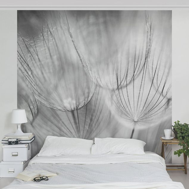 Wanddeko Schlafzimmer Pusteblumen Makroaufnahme in schwarz weiß